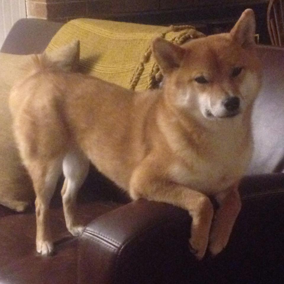 高卢雄鸡的烈焰，当法国铁骑横扫黄黑军团，蒂亚戈便是那束点燃夜空的焰火