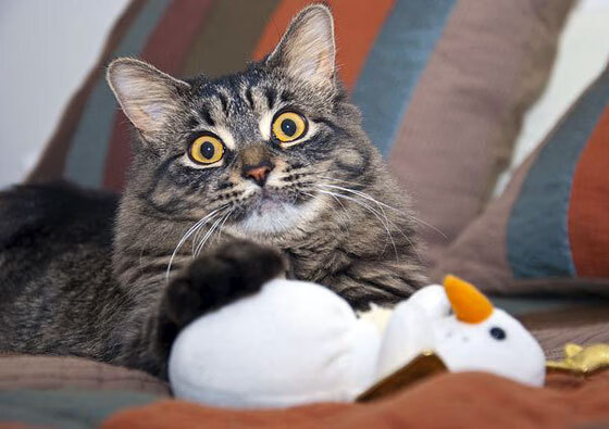 单骑破阵,兹维列夫的温网之光,如何映照个人英雄主义的现代回响