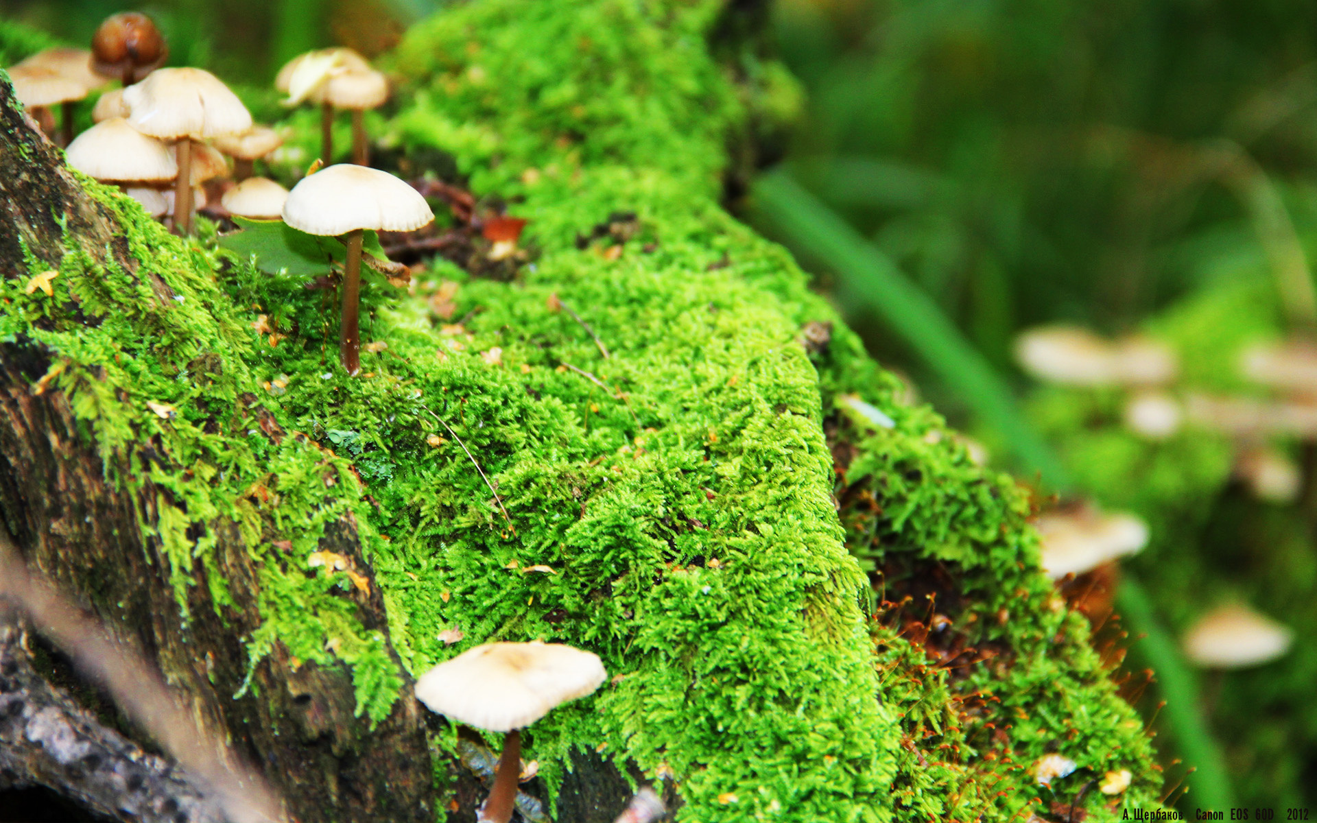 神灯新主!阿尔瓦雷斯临危救主,丹麦险胜皇家社会