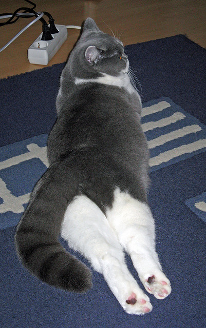 欧冠硝烟与篮球铁壁，当马刺的战术风暴席卷浙江队的绿茵梦