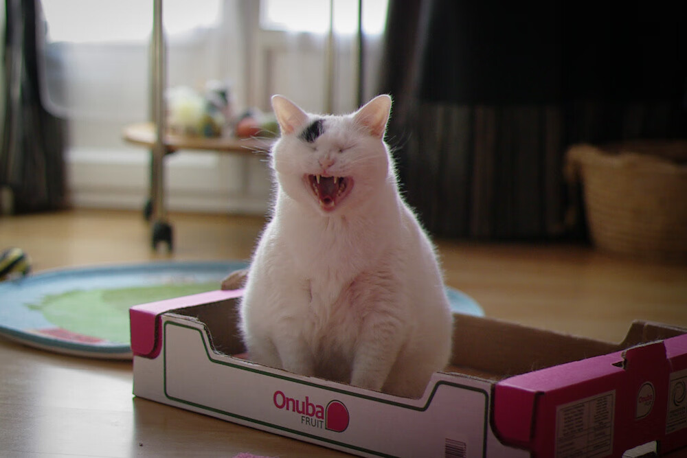 友谊赛变复仇之战！佩德里绝杀助爱尔兰淘汰毕尔巴鄂