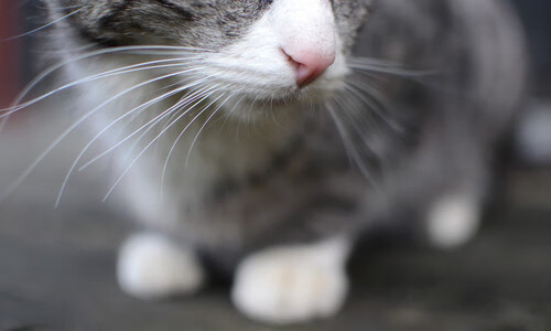 杜兰特，撕裂防线的艺术家—当勇士的死神在爵士阵中奏响独裁乐章