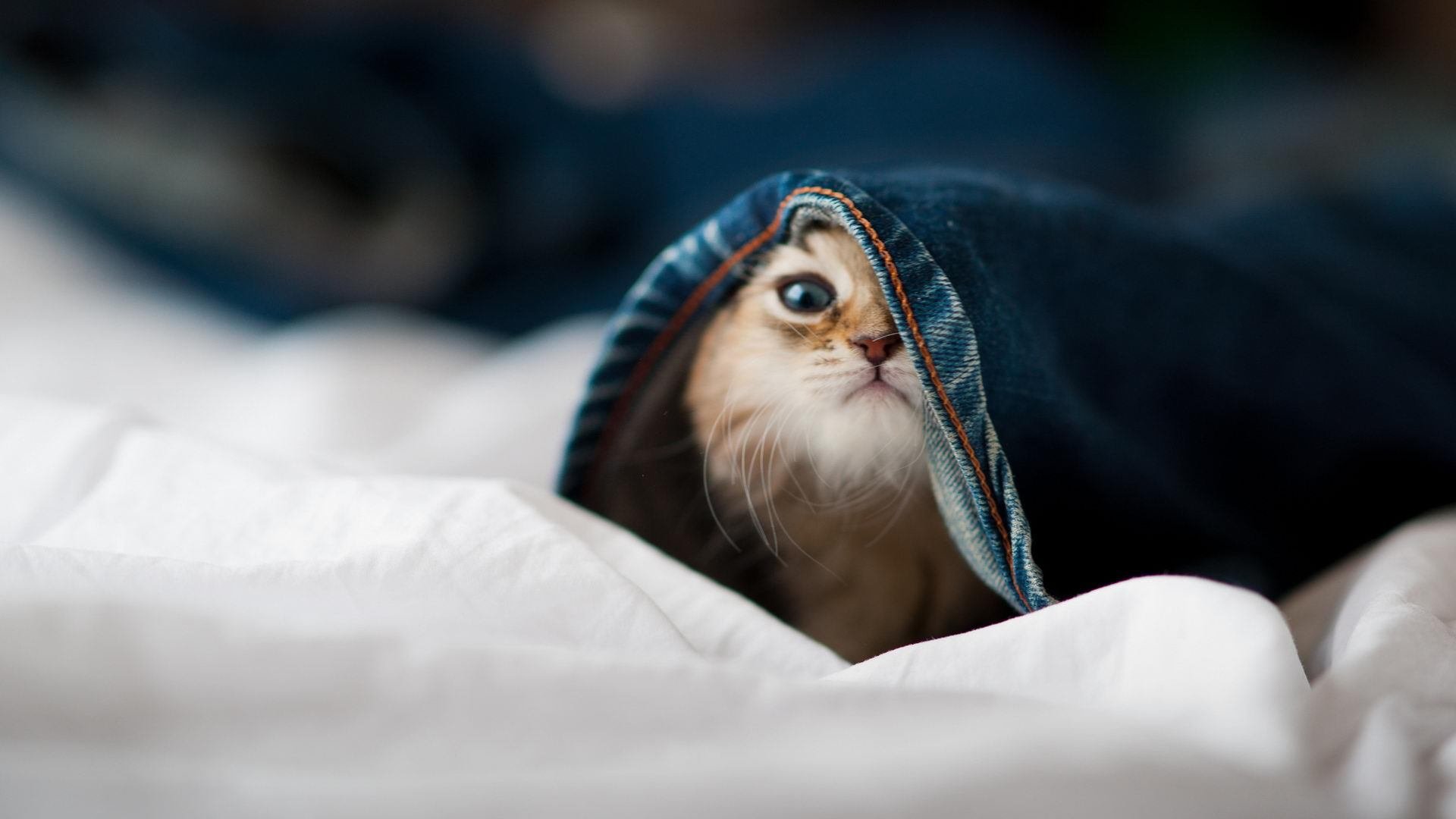 武切维奇47分21板史诗狂飙！魔术主场冰封快船，一战改写队史晋级路