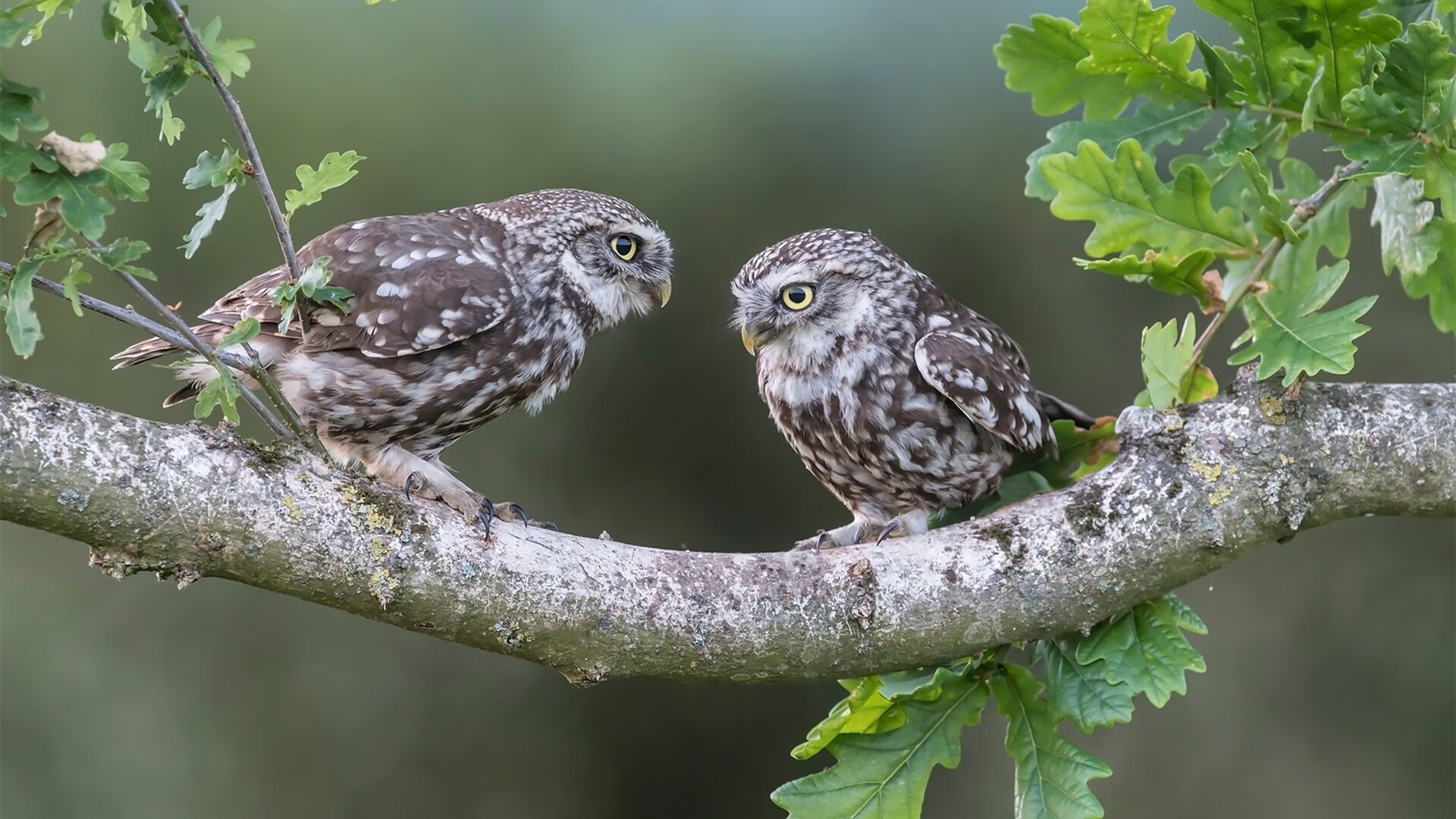 绿茵上的爱尔兰与巴黎,一场英超争冠的哲学隐喻