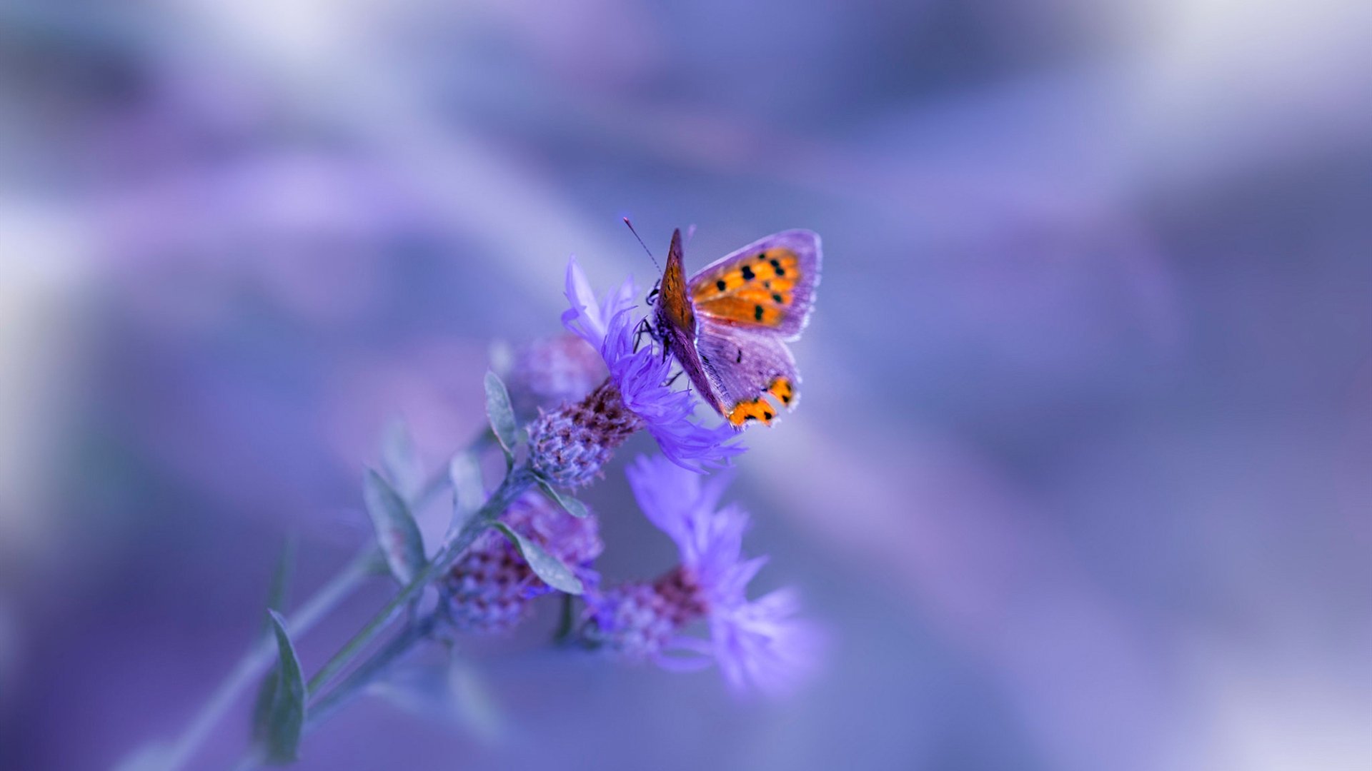 巨星的星空与战术的齿轮,现代篮球的唯一性双面